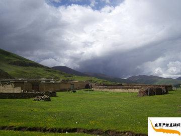 ���x�ĲݵĮa(ch��n)��,������������h,�x�ݮa(ch��n)���L���D