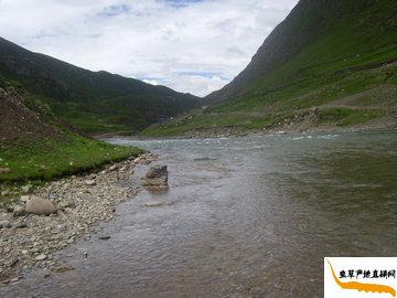 ���x�Ĳݮa(ch��n)��,������������h���d�l(xi��ng)�ǃ�(y��u)�|(zh��)�x�ݵĮa(ch��n)��