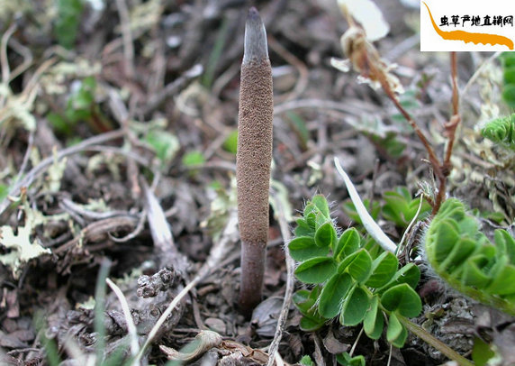 ���x�Ĳ�����ô�γɵ�,���x�Ĳ�����ô���L(zh��ng)�ɵ�,���x�Ĳ����L(zh��ng)�^(gu��)�����������L(zh��ng)����(l��i)��